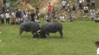 2018亚洲斗牛视频,激情碰撞，热血沸腾